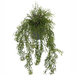 Rhipsalis Hengeplante