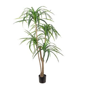 Dracena Palm 150 cm