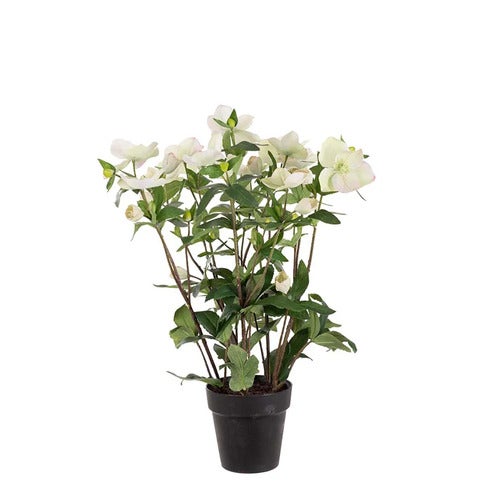 Helleborus i potte 55 cm hvit