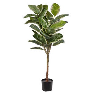 Fiken Elastica 150 cm 