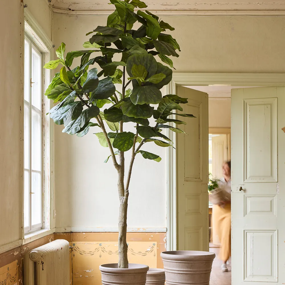  Fiolfikus gryte 180 cm