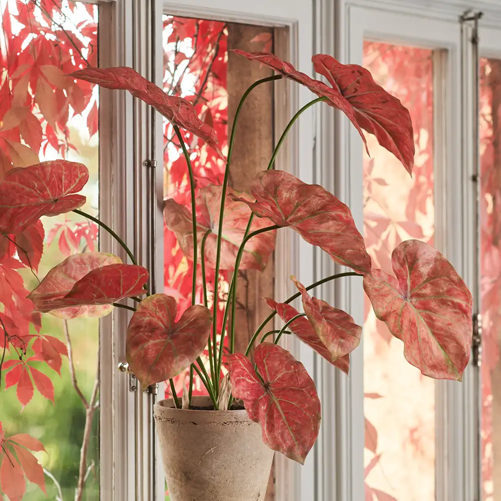 Caladium Potteplante 80 cm Rosa