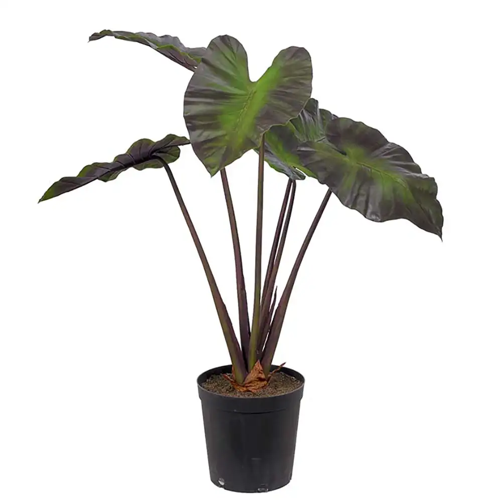 Alocasia Tre 100 cm