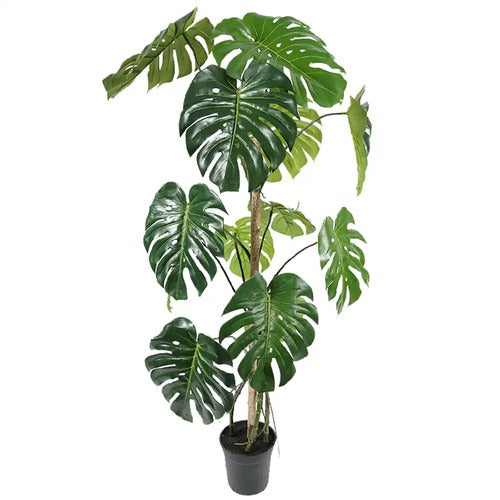 Monstera 150 cm 