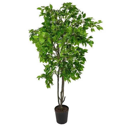 Benjaminfiken 210 cm