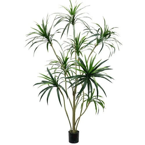  Dracena Palm 240 cm