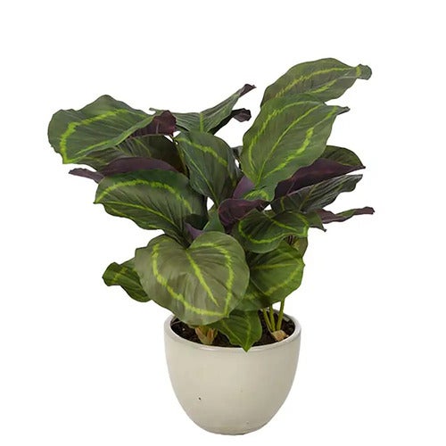 Calathea Potteplante 65 cm