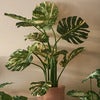 Monstera 110 cm