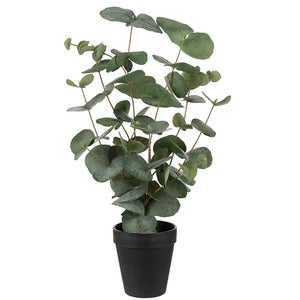 Eukalyptus potteplante 55 cm
