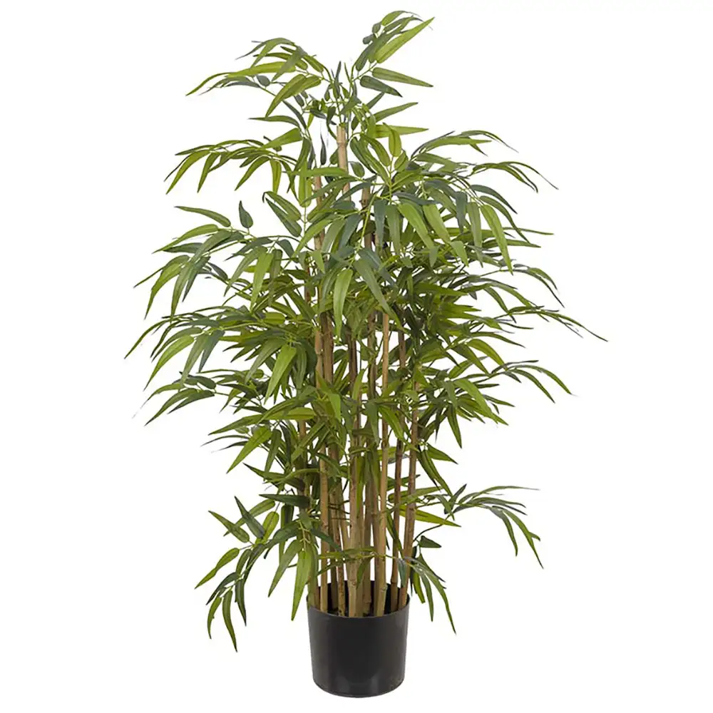 Mr Plant, Bambus 120 cm