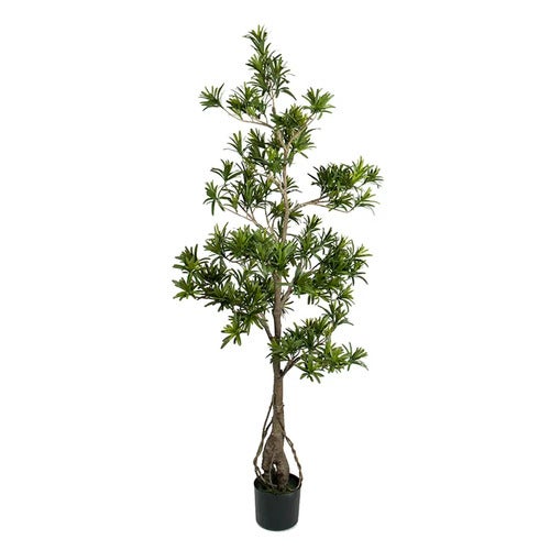 Podocarpus Tre 150 cm