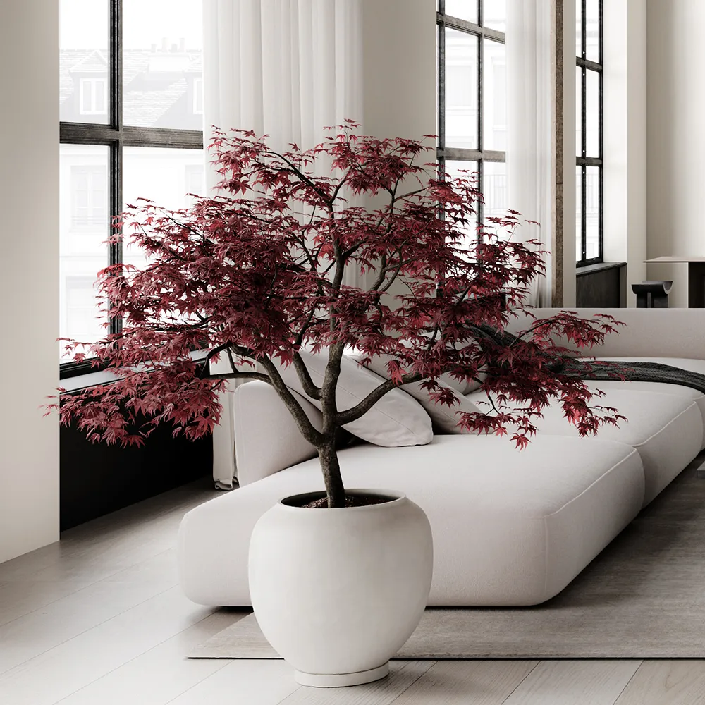 Sunao krukke Hexa - Birch