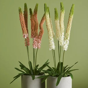 Stepplilje Potteplante 95 cm Rosa