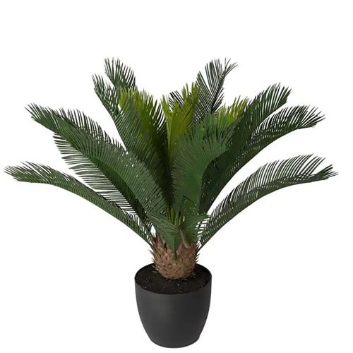 Cycas Potteplante 70 cm