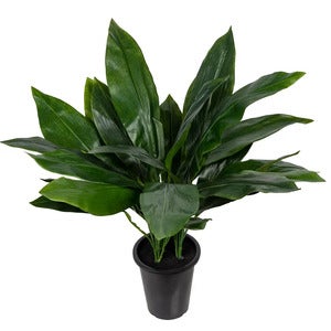 Aspidistra Potteplante 75 cm