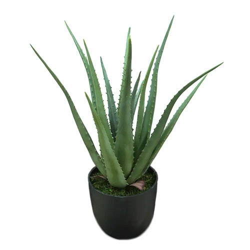 Aloe Potteplante 55 cm