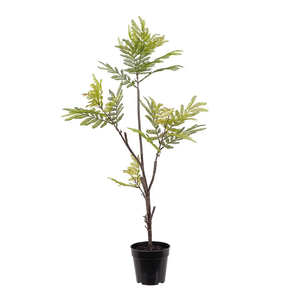 Pithecellobium Krukväxt 95 cm