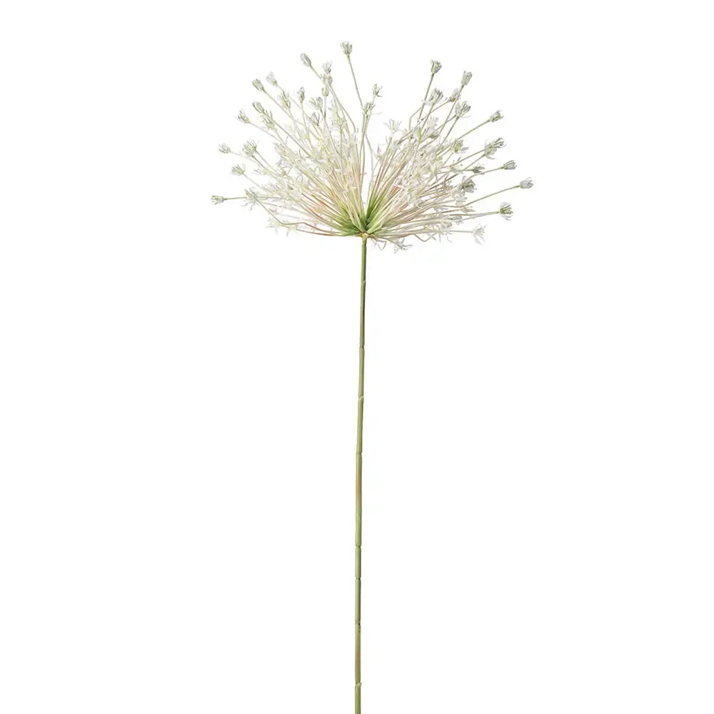 Allium Hvit 125 cm