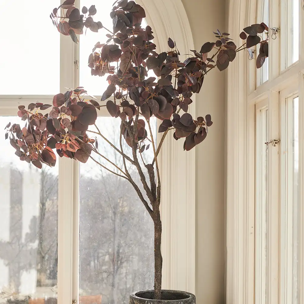 Cotinus Tre 140 cm
