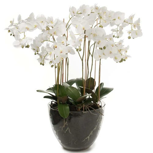 Phalaenopsis Orkide 90 cm Hvit