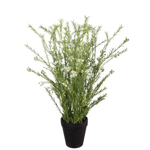 Voksblomst Potteplante 55 cm Hvit