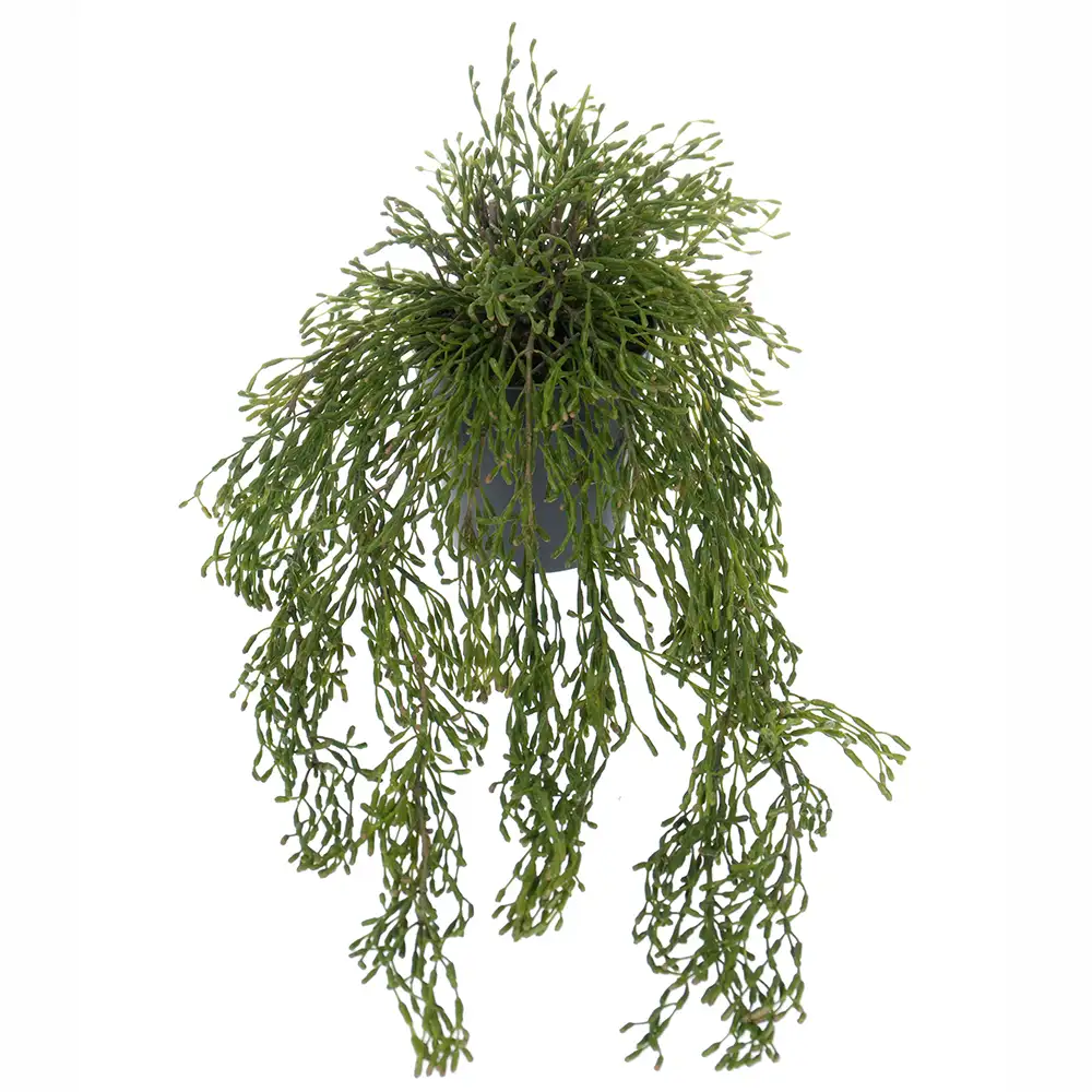 Mr Plant, Rhipsalis Hengeplante