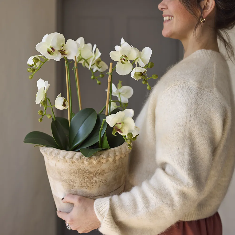 Phalaenopsis Orkide 70 cm Hvit