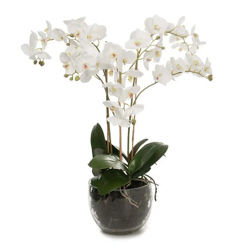 Phalaenopsis Orkide 70 cm Hvit