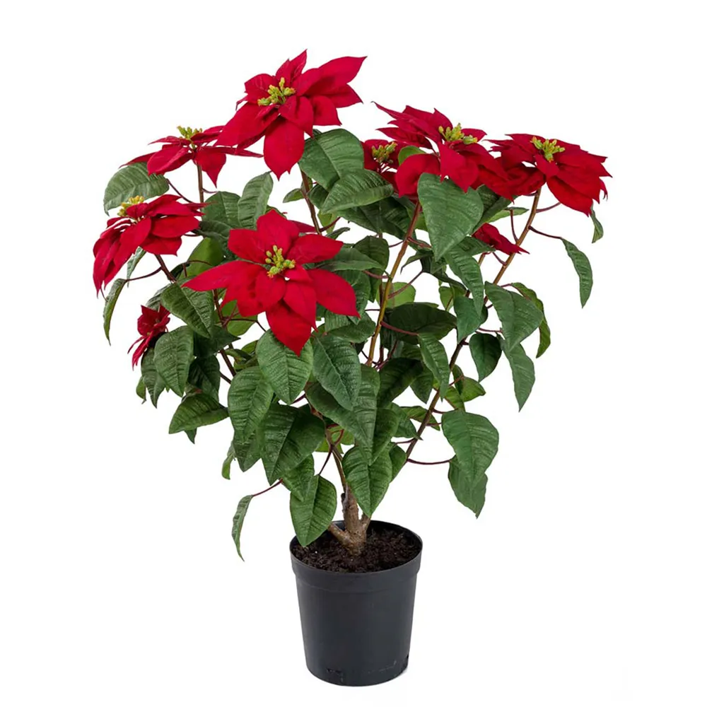 Mr Plant, Julestjerne 70 cm Rød