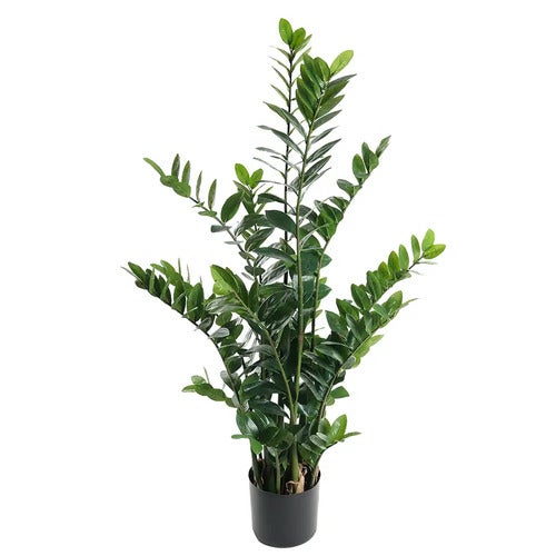 Zamifolia Potteplante 130 cm