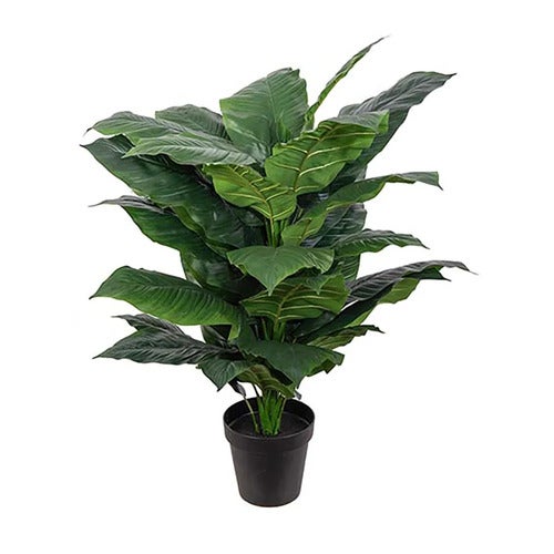 Spathiphyllum Tre 120 cm
