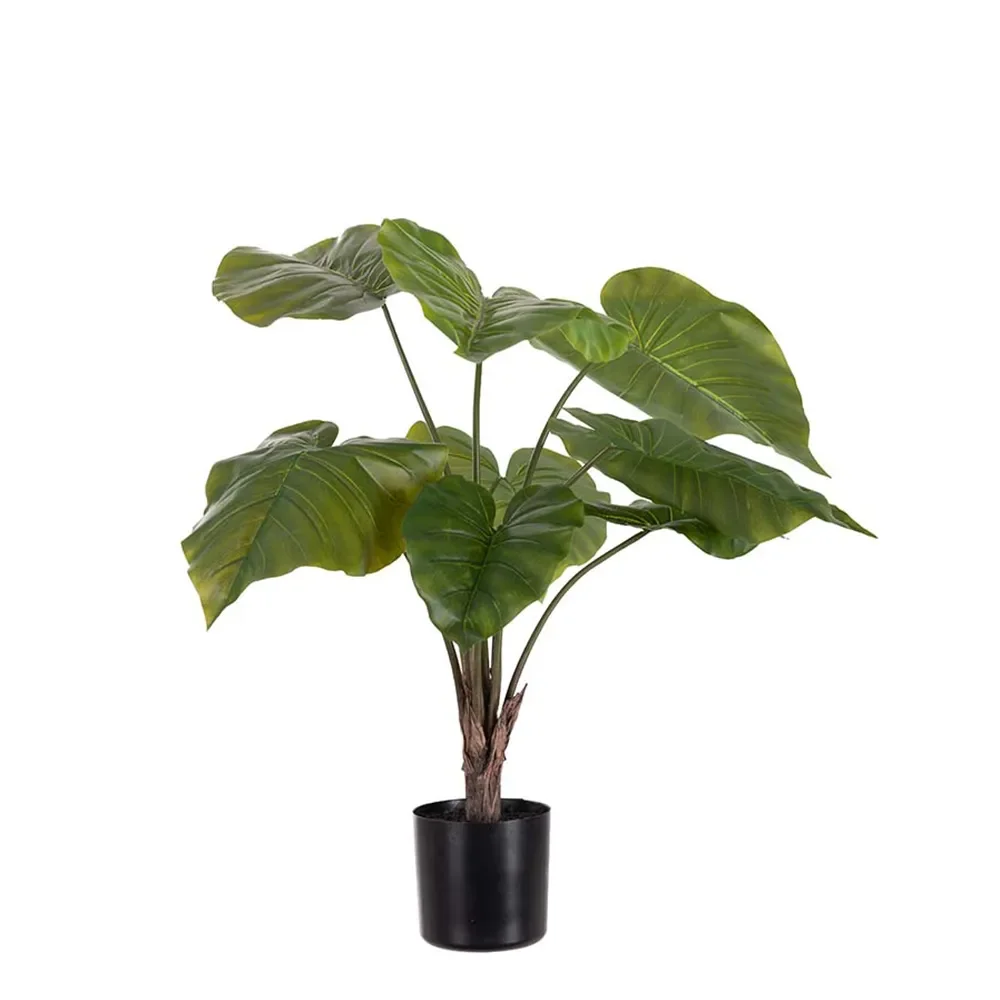Alocasia i potte 60 cm