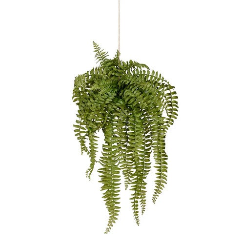  Bregne Hengeplante 53 cm