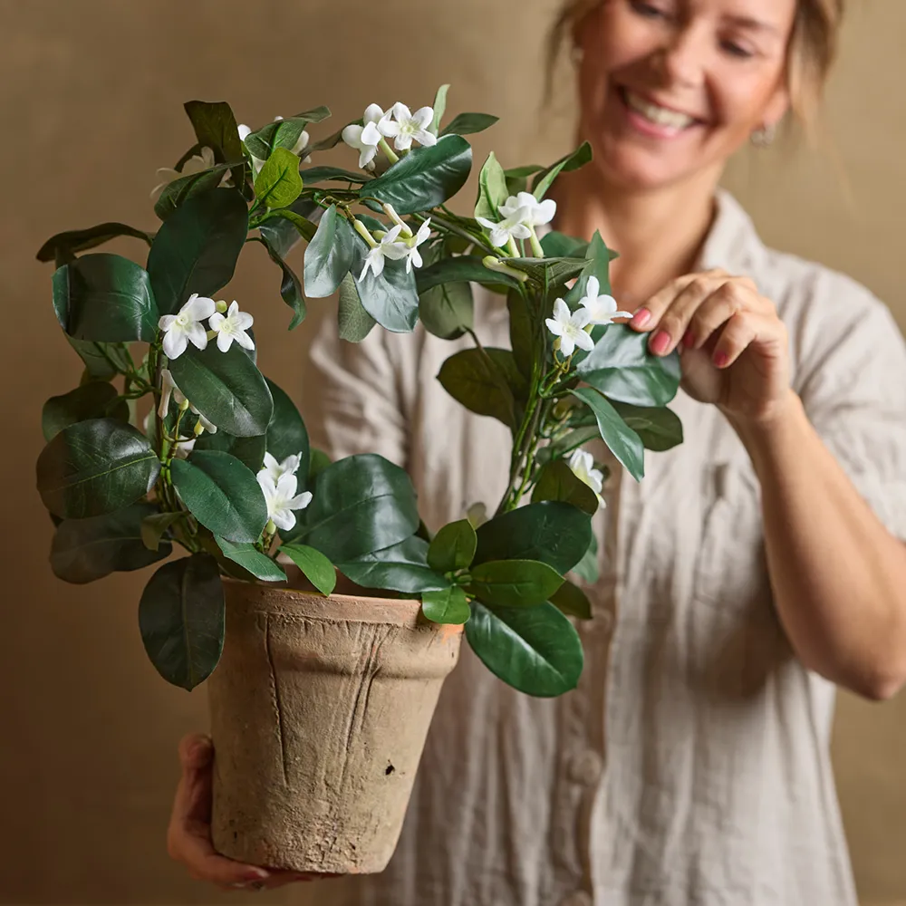 Jasmin Potteplante 45 cm Hvit
