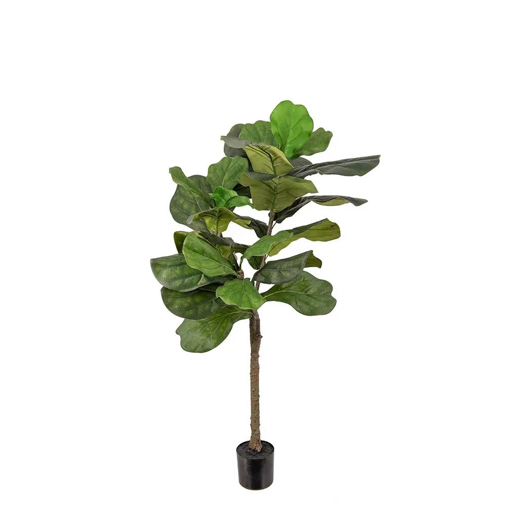  Fele ficus 120 cm
