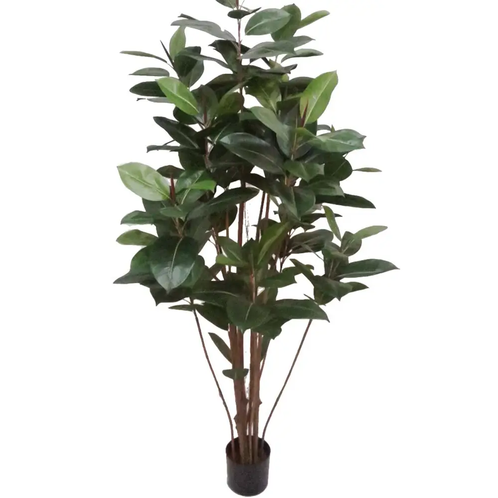  Ficus Robusta 180 cm