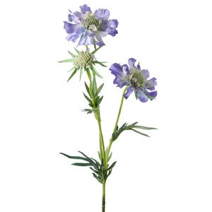 Scabiosa snittblomst 70 cm blå