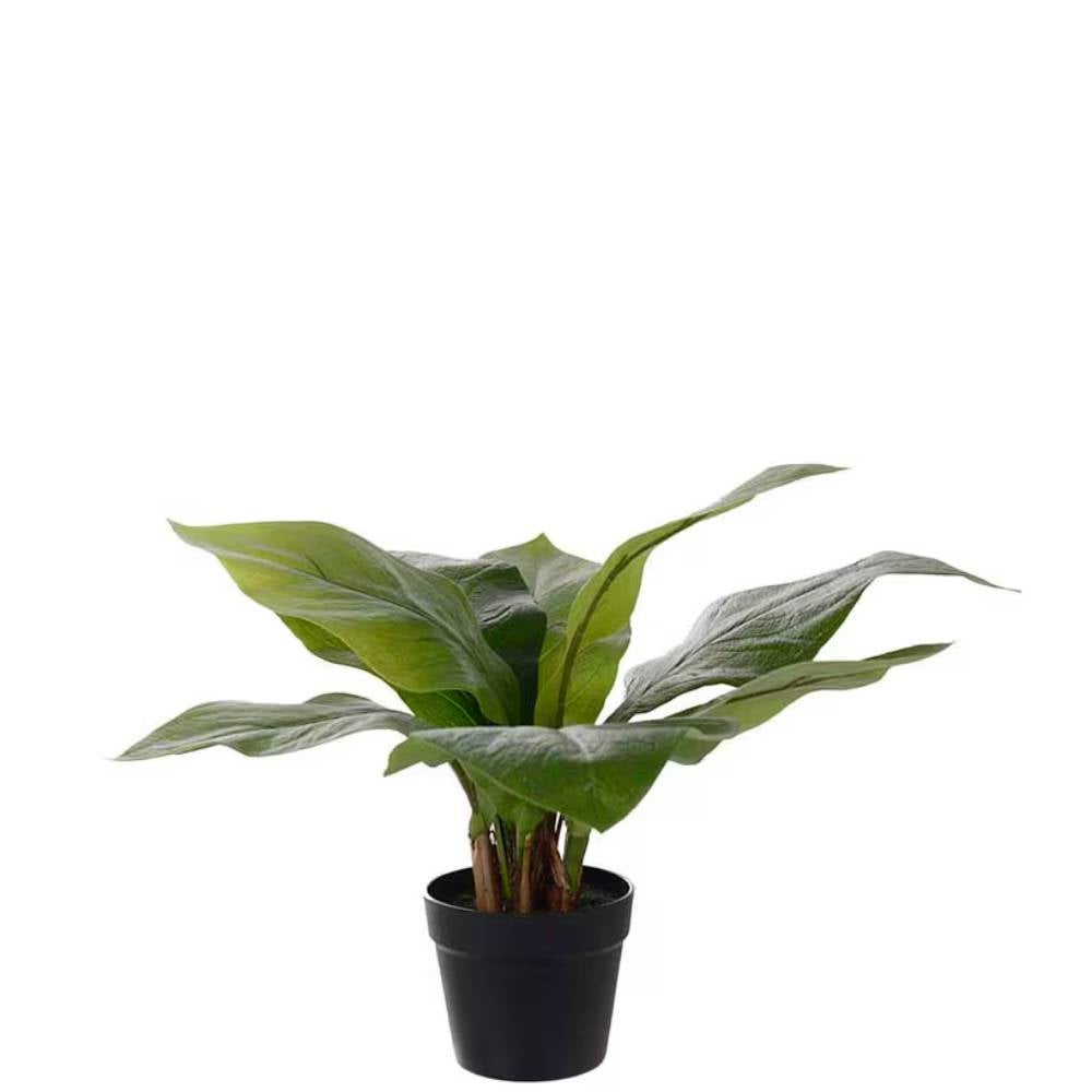 Anthurium Grønn Potteplante 45 cm