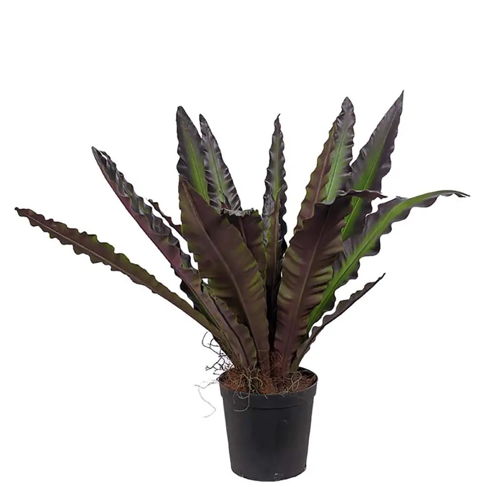 Asplenium Tre 90 cm