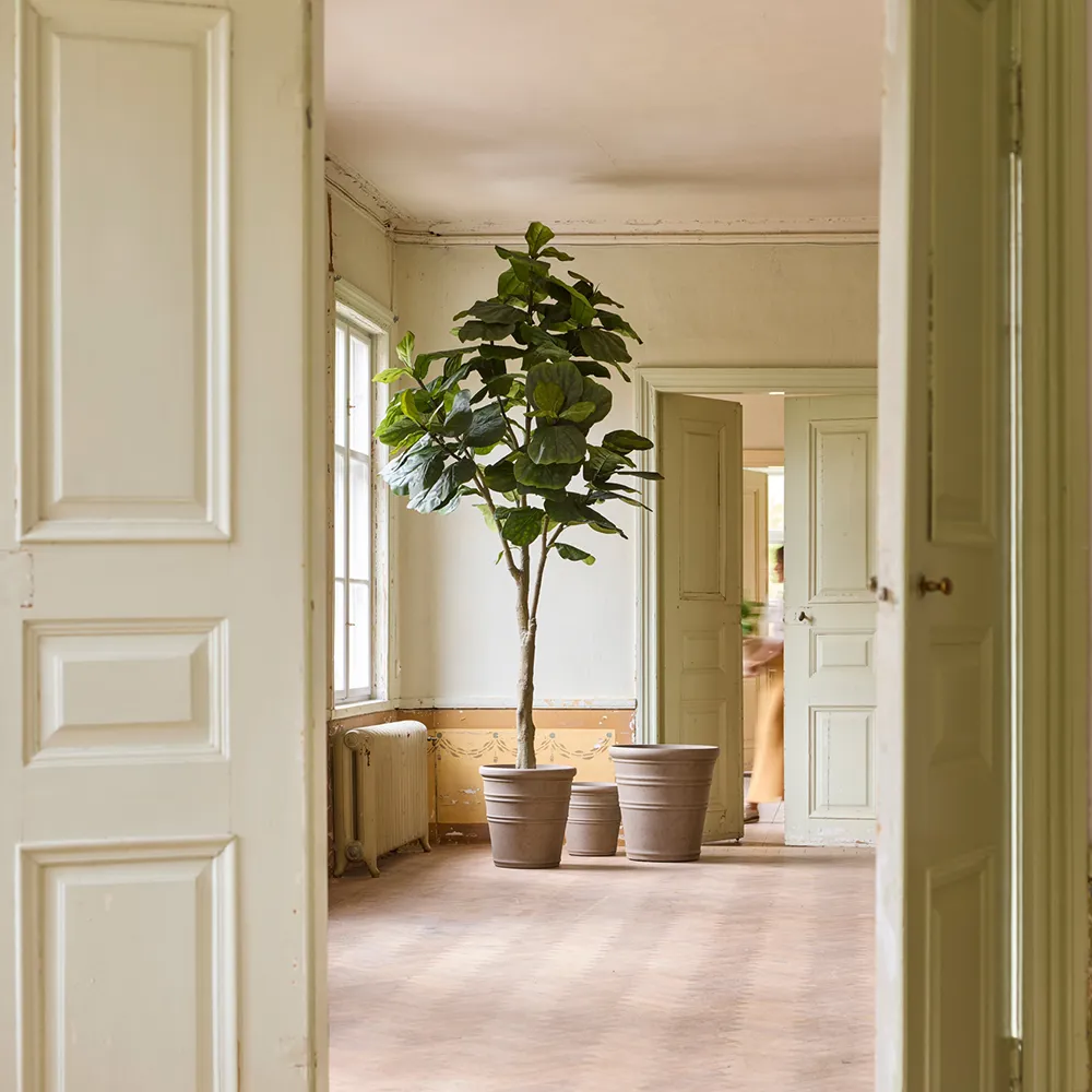 Fiolfikus gryte 300 cm