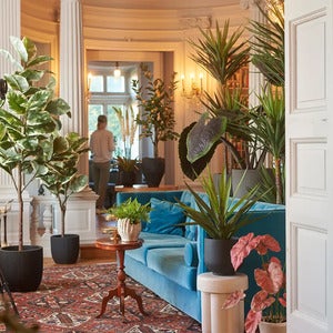 Yucca Rostrata Tre 180 cm