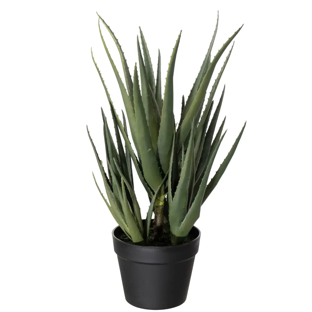  Aloe-kaktus 58 cm