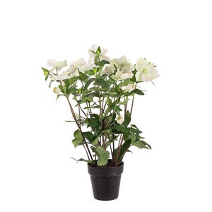Helleborus i potte 55 cm hvit