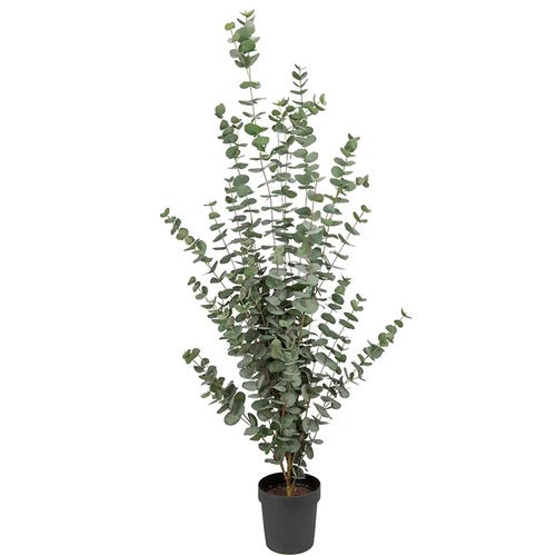 Eukalyptustre 170 cm