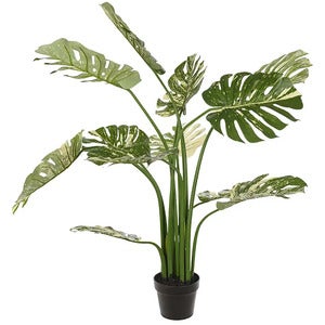 Monstera 110 cm
