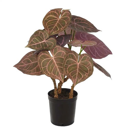Anthurium Potteplante 60 cm