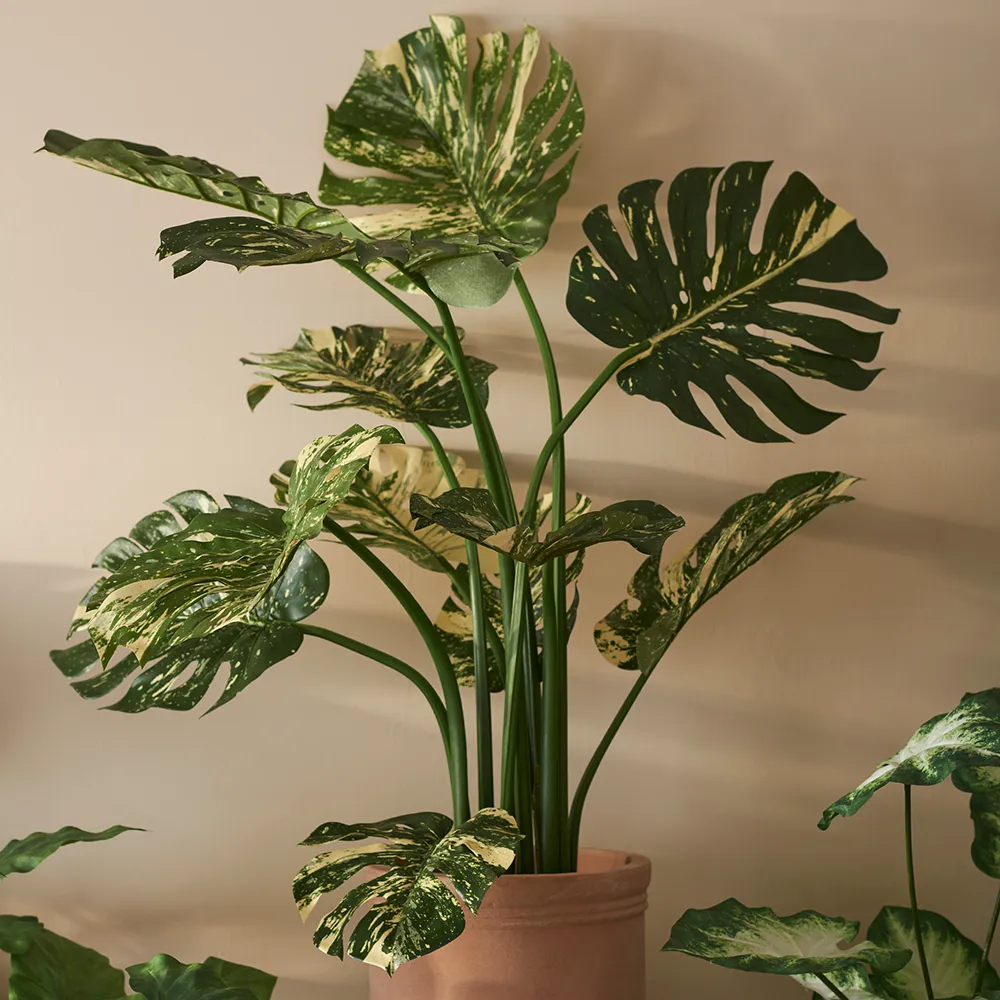 Monstera 110 cm