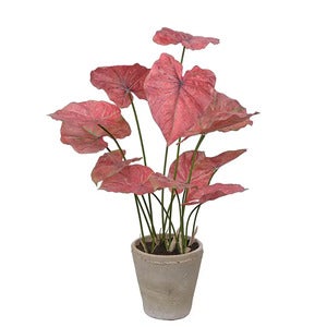 Caladium Potteplante 80 cm Rosa