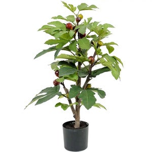 Fikentrær Potteplante 65 cm