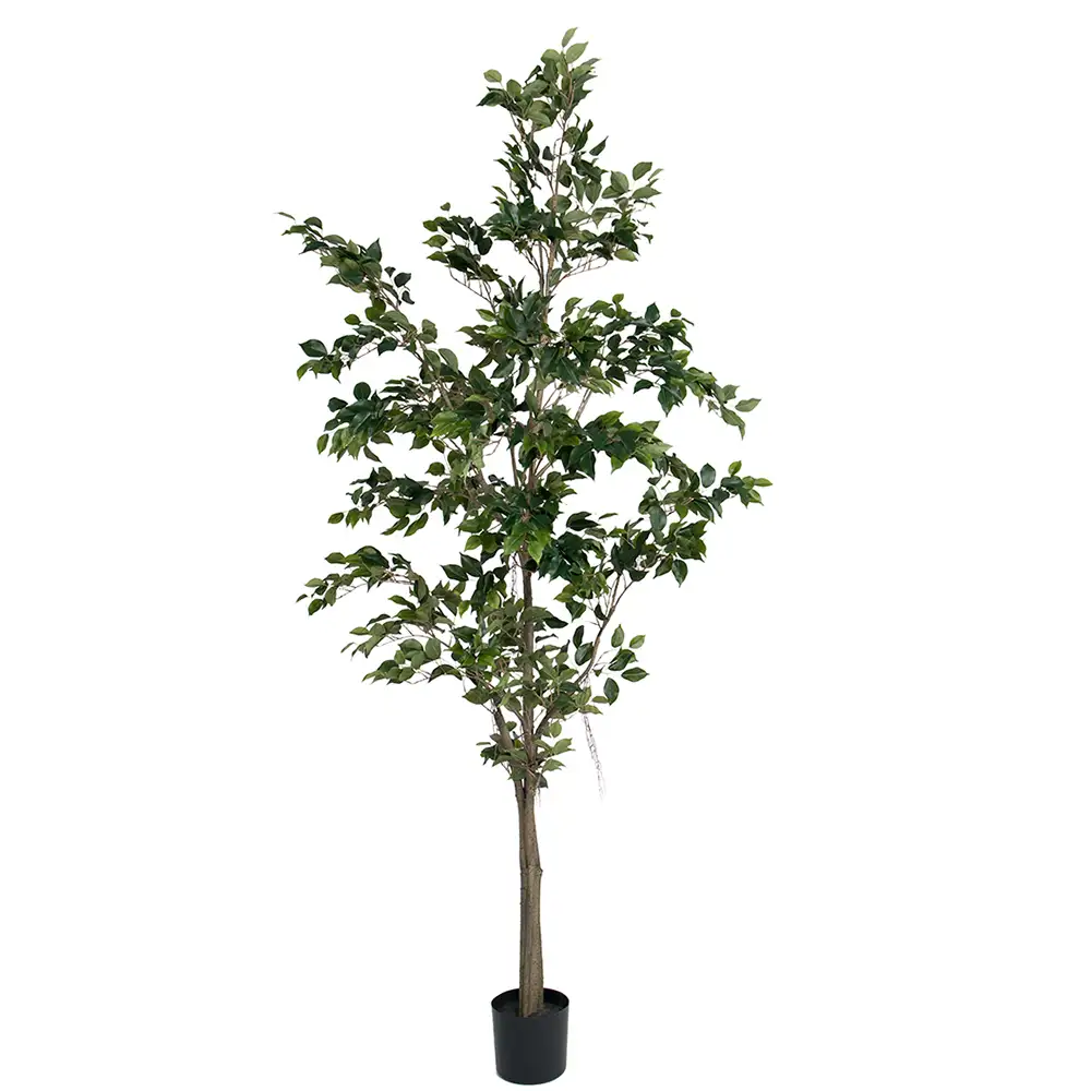 Mr Plant, Benjaminfiken 240 cm